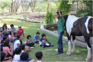 japalouppe-equestrian-centre162